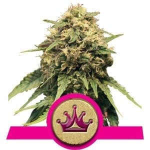 nasiona marihuany feminizowane